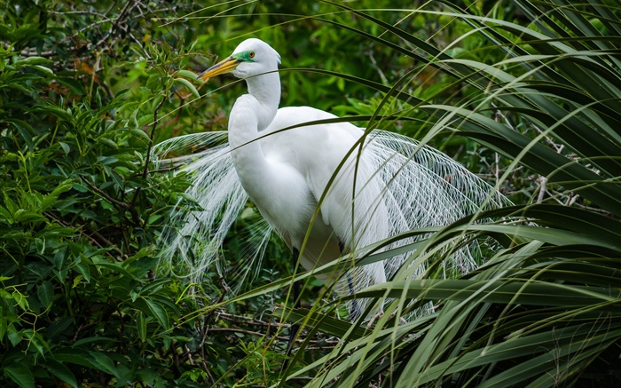 White bird, herons, green grass Wallpapers Pictures Photos Images
