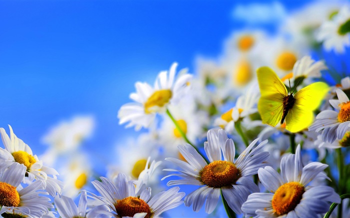 White daisy flowers, butterfly, blue sky Wallpapers Pictures Photos Images
