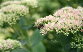 White little flowers, bee, insect, bokeh