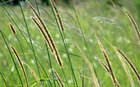 Wild grass, bokeh HD wallpaper