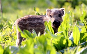 Wild hog, cub, grass HD wallpaper
