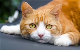 Yellow eyes cat want to sleep HD wallpaper