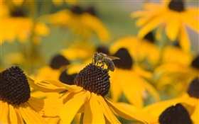 Yellow flowers, black pistil, bee HD wallpaper