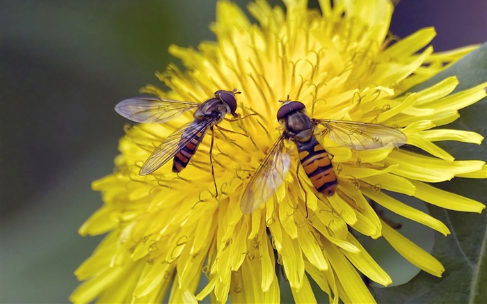 Yellow flowers, chrysanthemum, two bees Wallpapers Pictures Photos Images