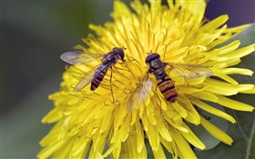Yellow flowers, chrysanthemum, two bees HD wallpaper