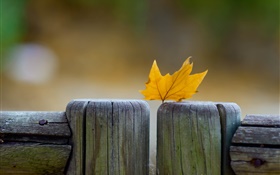 Yellow leaf, fence, autumn HD wallpaper