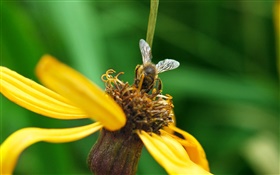 Yellow petals flower, bee, green background HD wallpaper