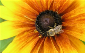 Yellow petals flower, bee, insect HD wallpaper
