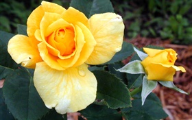 Yellow rose flowers HD wallpaper