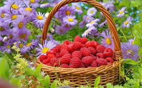 A basket red raspberries, asters flowers