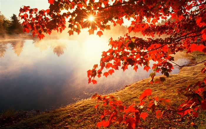 Autumn, red leaves, maple tree, river, sun rays Wallpapers Pictures Photos Images