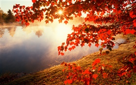 Autumn, red leaves, maple tree, river, sun rays HD wallpaper
