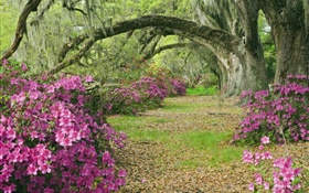 Azaleas, trees, grass, alley, South Carolina, USA HD wallpaper