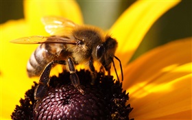 Bee close-up, yellow petals flower HD wallpaper