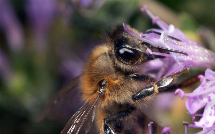 Bee suck nectar close-up Wallpapers Pictures Photos Images