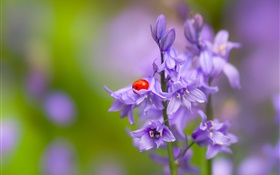 Bells flower, ladybug, beetle, insect, bokeh HD wallpaper