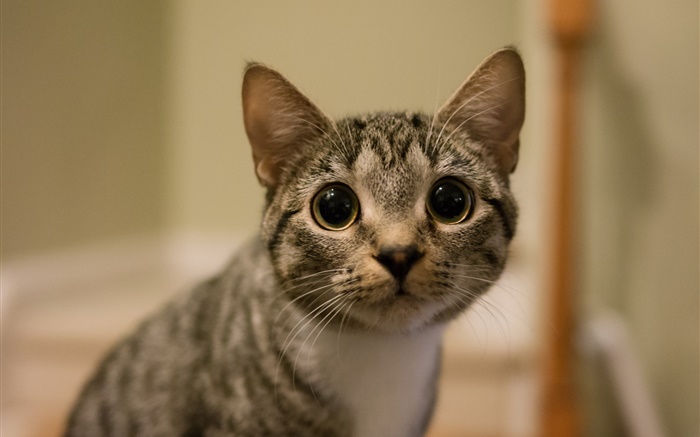 Big eyes cat look Wallpapers Pictures Photos Images