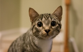 Big eyes cat look HD wallpaper