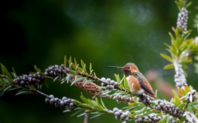 Bird close-up, twigs, berries HD wallpaper