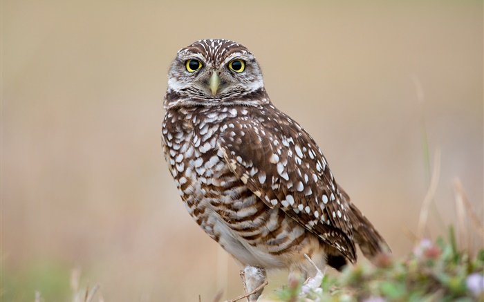Birds close-up, owl, look Wallpapers Pictures Photos Images