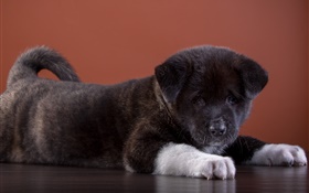 Black puppy HD wallpaper