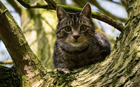 Black stripes cat in tree HD wallpaper
