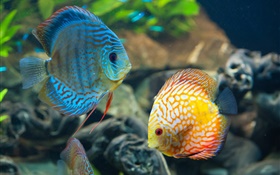 Blue and yellow fish, underwater, coral reef HD wallpaper