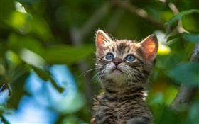 Blue eyes kitten look up HD wallpaper