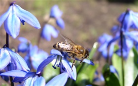 Blue flowers, bee HD wallpaper