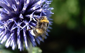 Blue petals flower, bee, insect, bokeh HD wallpaper