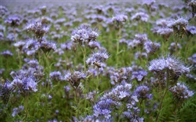 Blue wildflowers, bee, spring