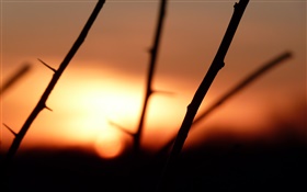 Branches, thorns, sunset HD wallpaper