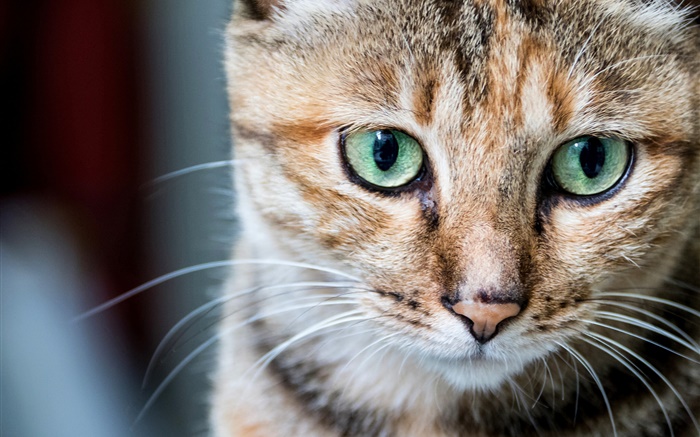 Cat portrait, green eyes, whiskers Wallpapers Pictures Photos Images