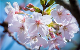 Cherry flowers bloom, spring HD wallpaper