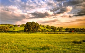 Countryside, fields, grass, trees, clouds, dusk HD wallpaper