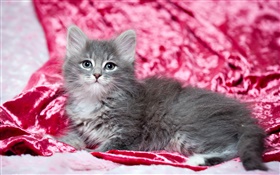 Cute gray kitten, red background HD wallpaper