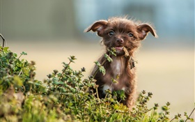 Cute puppy, grass, bokeh HD wallpaper