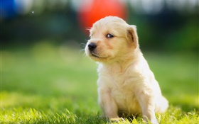 Cute puppy in grass, golden retriever HD wallpaper