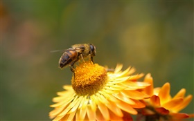 Daisy, yellow flowers, pistil, bee HD wallpaper