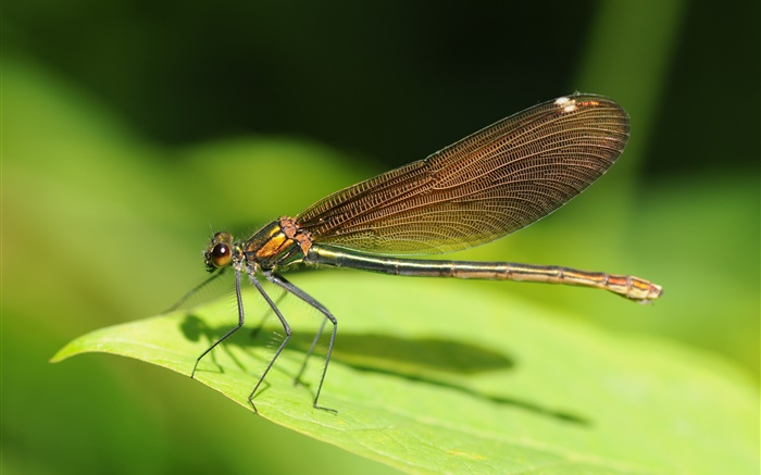 Dragonfly close-up, green leaf, insect Wallpapers Pictures Photos Images
