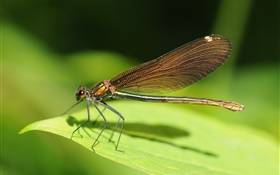 Dragonfly close-up, green leaf, insect HD wallpaper