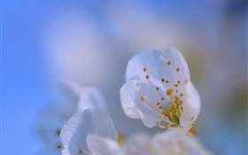 Flower petals close-up, bokeh HD wallpaper