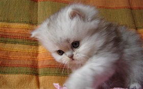 Fluffy kitten baby HD wallpaper