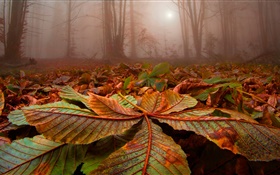 Forest, trees, fog, leaves, ground, dawn HD wallpaper