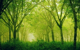 Forest, trees, green style HD wallpaper