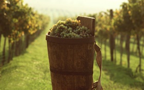 Grapes, fruits, bucket HD wallpaper