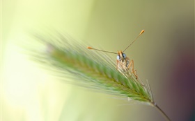 Grass, bokeh, insect HD wallpaper