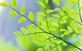 Green leaves, branches, bokeh, spring HD wallpaper