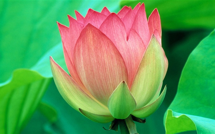 Green leaves, pink lotus, petals Wallpapers Pictures Photos Images
