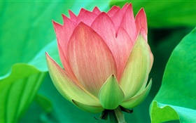 Green leaves, pink lotus, petals HD wallpaper